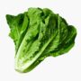 Romaine Lettuce Pc