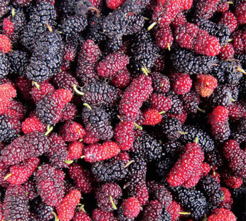 Mulberry Red Pkt