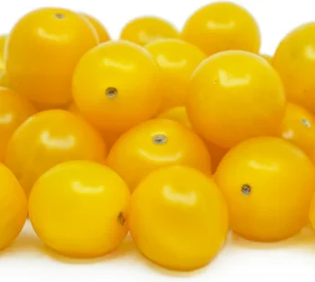 Cherry Tomato Yellow