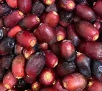 Fresh Dates Oman