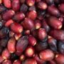 Fresh Dates Oman