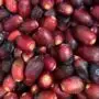 Fresh Dates Oman