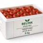Tomato Box 5kg |